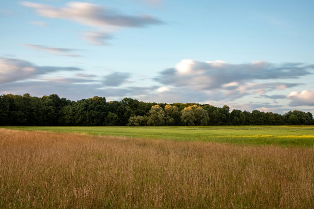 A field scene with crops and grass